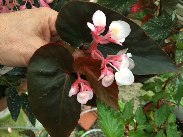 B. ‘Momokagari’